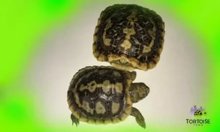african pancake tortoise for sale