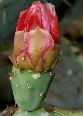 spineless cactus for tortoise