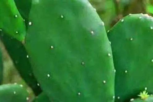 spineless cactus pads