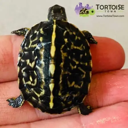 baby Florida box turtle