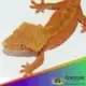 bicolor crested gecko