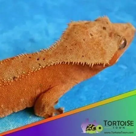 bicolor crested gecko for sale