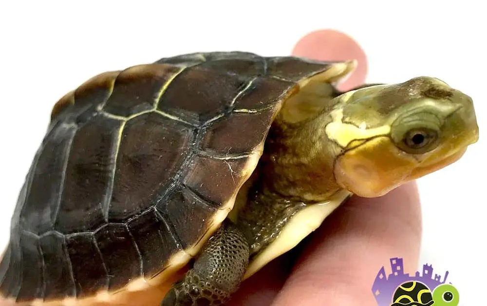 Chinese box turtles