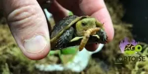 Chinese Box Turtle