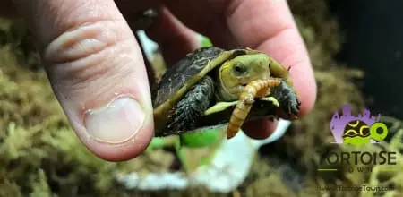 chinese box turtle