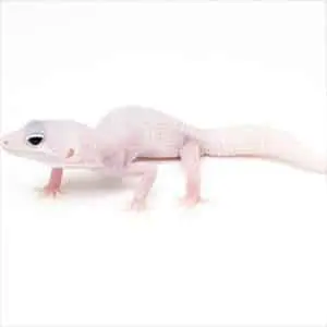 diablo blanco leopard gecko