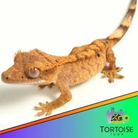 flame crested gecko for sale - Image 2