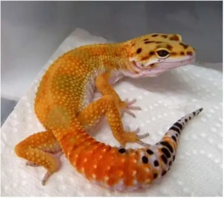 Hypo leopard gecko - Image 3