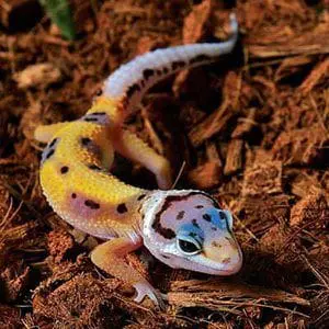 jungle leopard gecko for sale