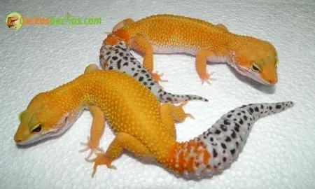 carrot tail leopard gecko for sale
