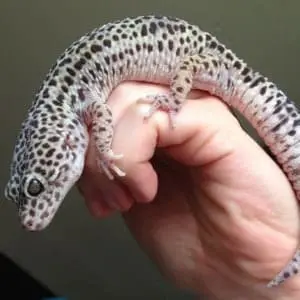 mack snow leopard gecko for sale