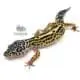 mack snow leopard gecko