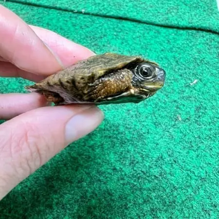 Buy North American wood turtle