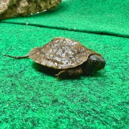 wood turtle for sale