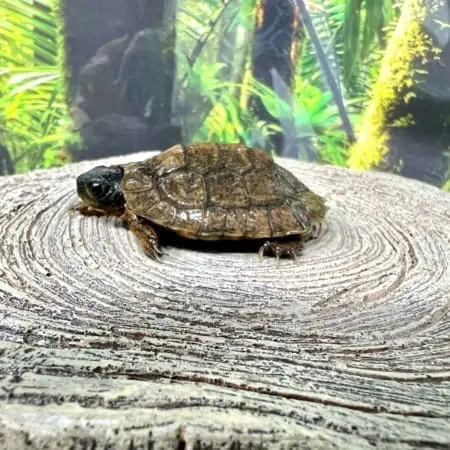 baby North american wood turtle