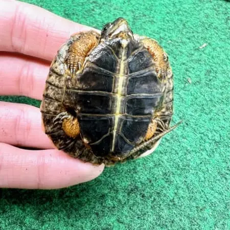North American wood turtle price