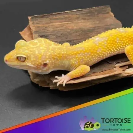 Aptor leopard gecko