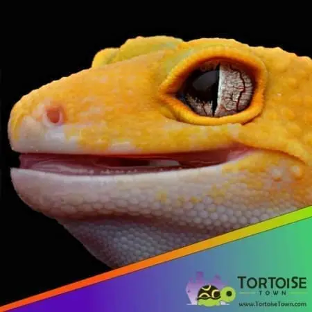 Raptor leopard gecko for sale