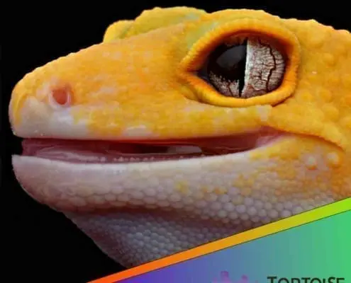 Raptor leopard gecko for sale