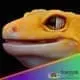 Raptor leopard gecko for sale