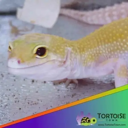 Raptor leopard gecko