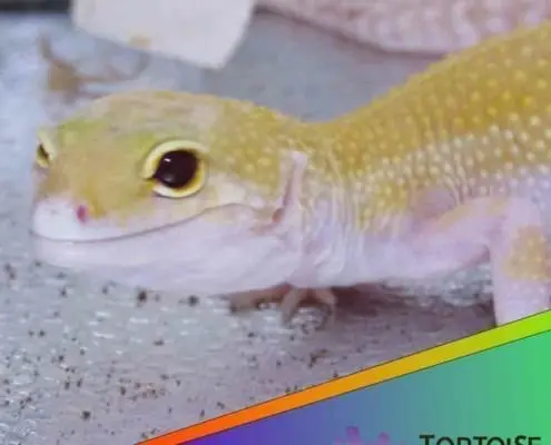 Raptor leopard gecko