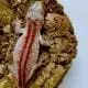 red striped gargoyle gecko
