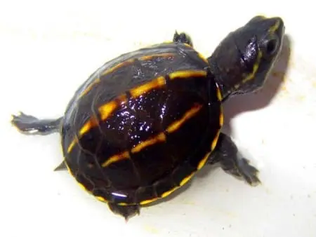 3 striped mud turtles for sale