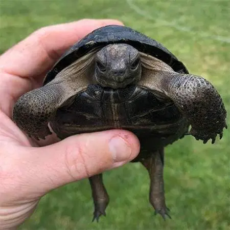 Aldabra tortoise breeders