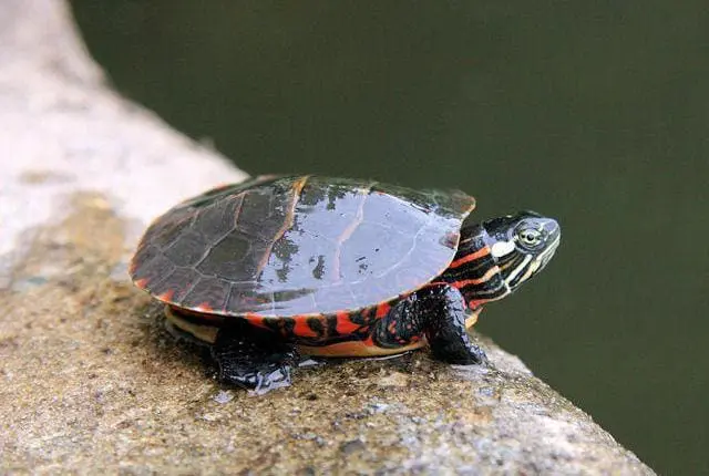 eastern painted turtle for sale