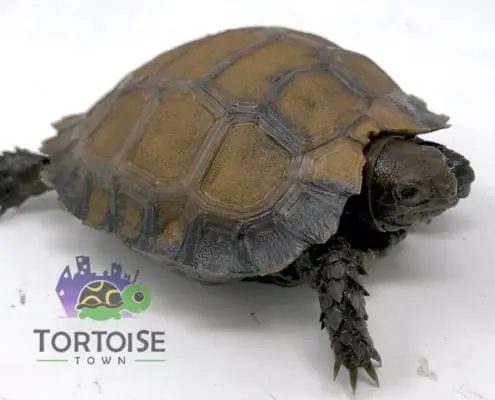 Burmese mountain tortoise