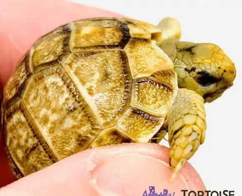 Egyptian tortoises for sale