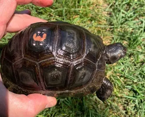 baby Aldabra tortoise