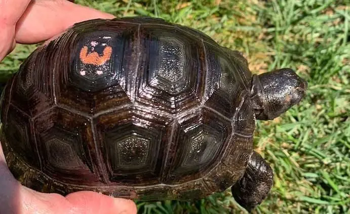 Large tortoises for sale