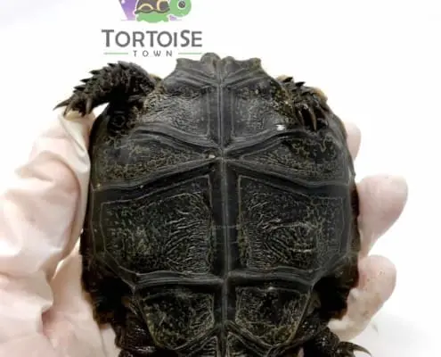 burmese mountain tortoise price