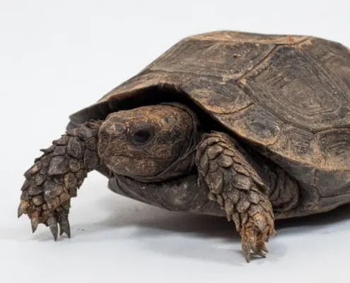 Burmese black mountain tortoise