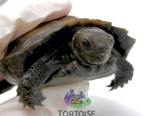 Burmese Mountain tortoise for sale