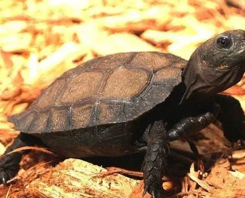 Burmese black tortoise for sale