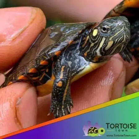 Eastern Painted turtle