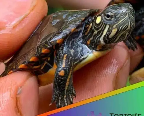 Eastern Painted turtle