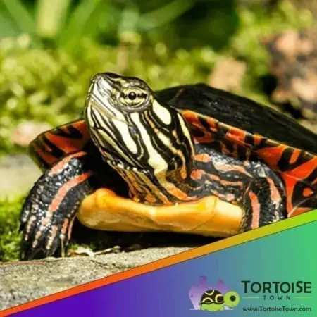 Eastern painted turtle for sale