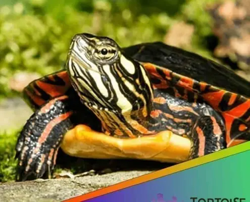 Eastern painted turtle for sale