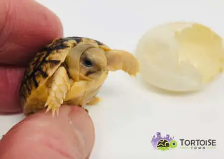 Egyptian tortoises for sale