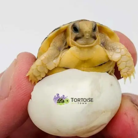 Egyptian tortoise for sale