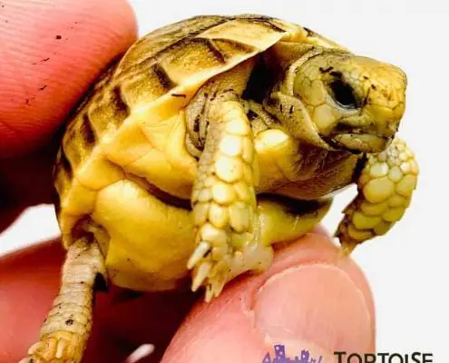 Egyptian tortoise for sale