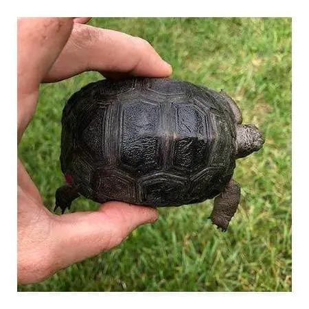 giant Aldabra tortoises for sale