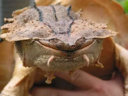 mata mata turtles for sale