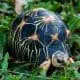 radiated tortoise for sale