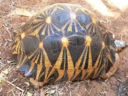 radiated tortoise for sale