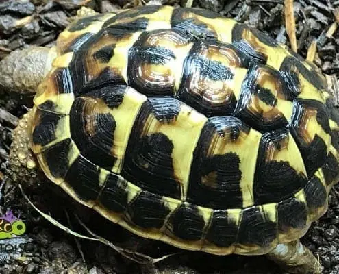 Testudo Hermanni Hermanni